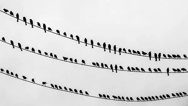 By Birds_on_the_wire: производная работа Томаскастелазо: Колин (этот файл был получен из Birds on the wire:) [CC BY-SA 3.0 (https://creativecommons.org/licenses/by-sa/3.0)], через Викисклад