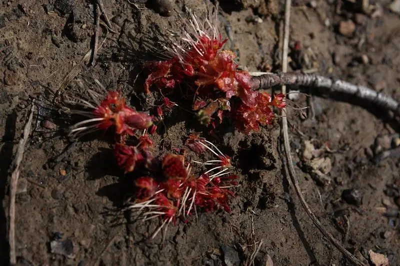 Эта атака на пожизненных демократов указывает на то, что для некоторых партийная лояльность важнее жизненной этики