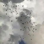 Падение птицы