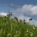 полевые цветы