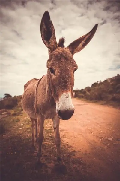 Мартин Лютер о том, как быть теологом, писателем и проповедником