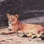 https://en.wikipedia.org/wiki/Elsa_the_lioness/media/File:Elsa_the_Lioness https://en.wikipedia.org/wiki/Elsa_the_lioness/media/File:Elsa_the_Lioness