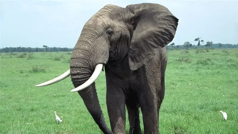 Gravitas: как набрать вес и сохранить его