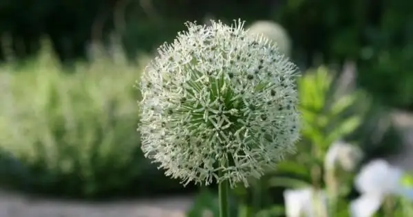 Не забывайте собирать свой урожай - Культивируя славу