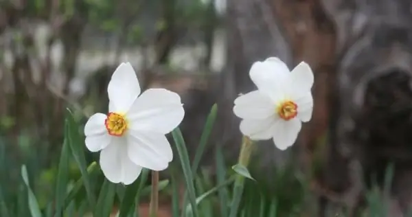 Изобилие жизни среди зарослей сорняков - Возделывание славы