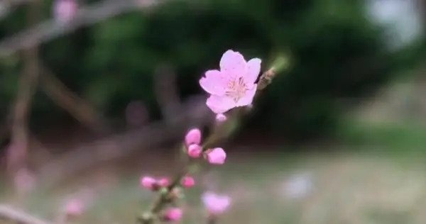 Здравствуй, Пасха, мой старый друг - Взращивание славы