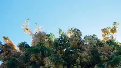 О, что я был ангелом - Чтобы иметь голос и быть видимым - Искатель духовной истины - My Tesserae