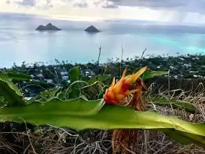 Чудеса приходят самыми маленькими путями