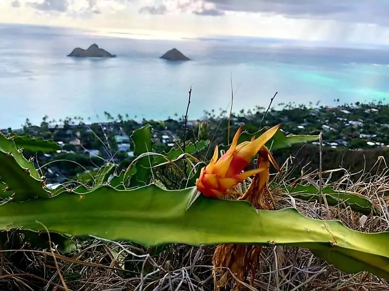 Чудеса приходят маленькими путями - Искатель духовной истины - My Tesserae