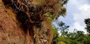 дерево на склоне холма