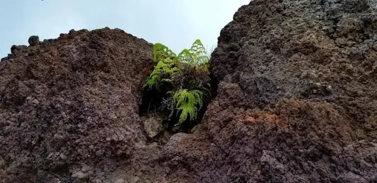 Расти там, где вы посажены - Искатель Духовной Истины - My Tesserae