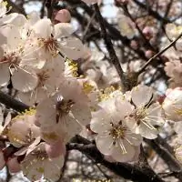 Самая религиозная песня в песеннике