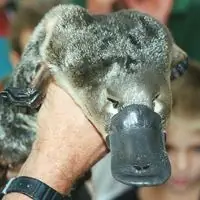 Что за утконос?