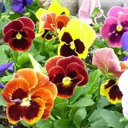 Умереть в церкви