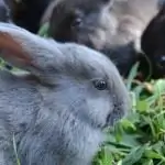 виолончель