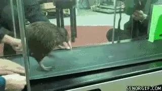 киви киви