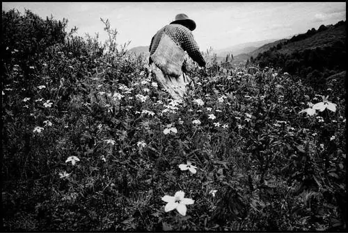 Почему я ученик… Маленького Гаса