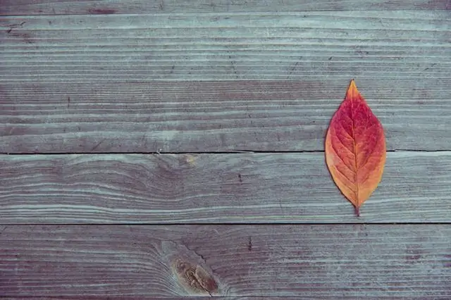 Одинокий лист. Через Pexels Одинокий лист. Через Pexels