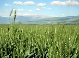 Пшеница_Изображение Пшеница_Изображение