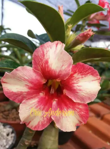 Роза пустыни: Adenium obesum