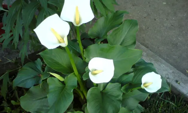 Цветок невесты: Стефанотис флорибунда