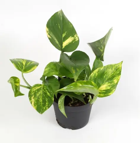 Scindapsus - Эпипремнум