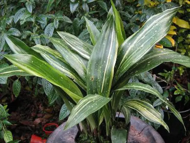 Четверть растения: Aspidistra elatior