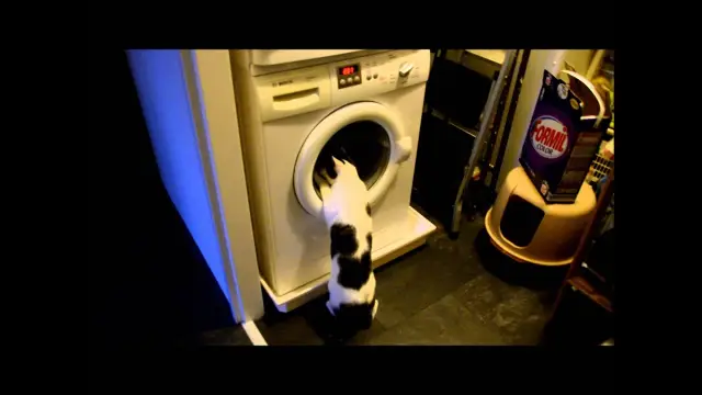 8 болезней, которыми можно заразиться от кошки