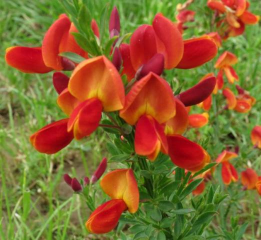 До колена 4 июля