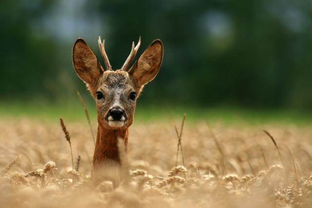 Путеводитель по самым дружелюбным к детям кофейням в Лос-Анджелесе