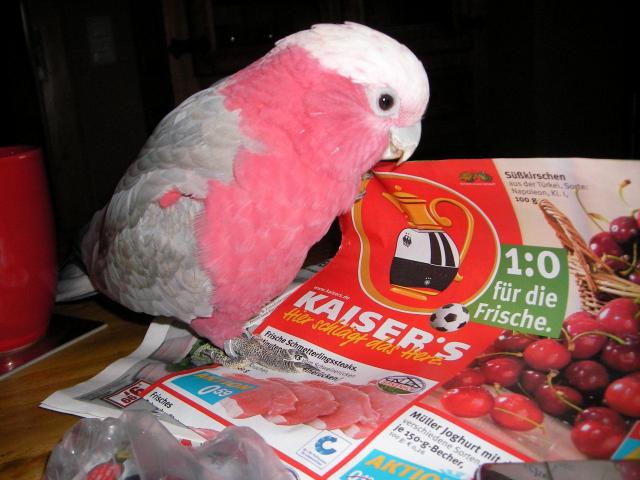 О, что бы я дал однокласснику на день