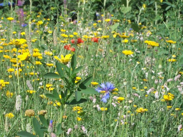 Я не отдаю должное моим детям