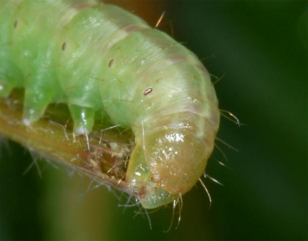 Тенистый путь, который я нашел, мои родители рождения