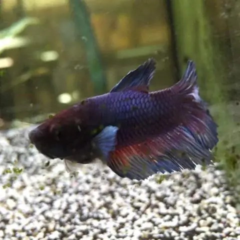 Как определить, является ли ваша золотая рыбка мужчиной или женщиной: 10 шагов