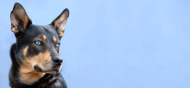 Как определить породу вашей собаки: 13 шагов (с иллюстрациями)