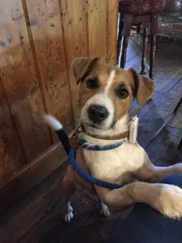 День и ночь лает только дурацкая хозяйская собака