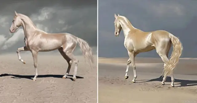 Почему космические силы США только что наняли этого красивого коня