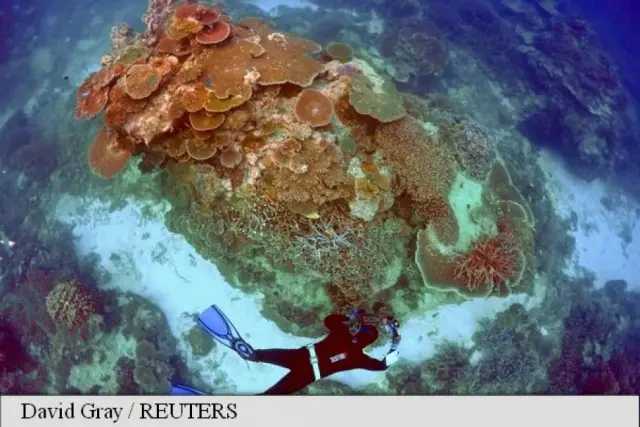 Коралловый покров Большого Барьерного рифа уменьшился наполовину