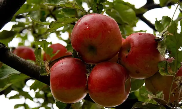 Дорогая Биосфера, несколько недавних хороших и плохих новостей о вашем будущем