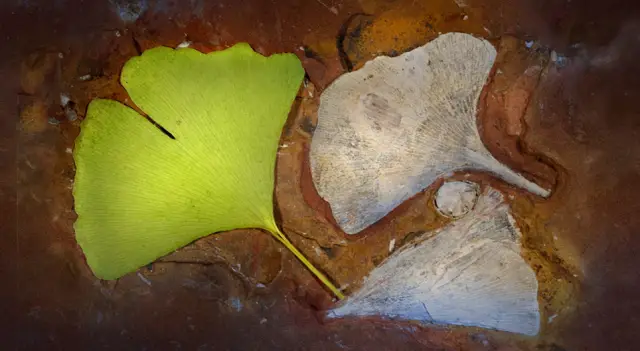 Окаменелости показывают, что древние летающие рептилии, называемые птерозаврами, вероятно, имели перья