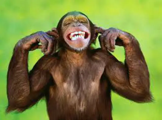 Обезьяны могут выполнять базовые математические операции с помощью символов