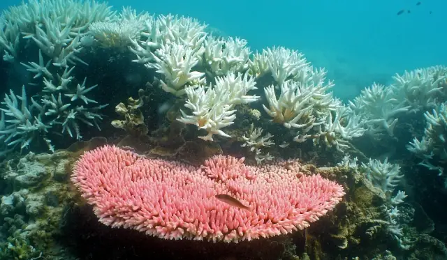 Мы можем оценить состояние коралловых рифов по звукам, издаваемым водорослями
