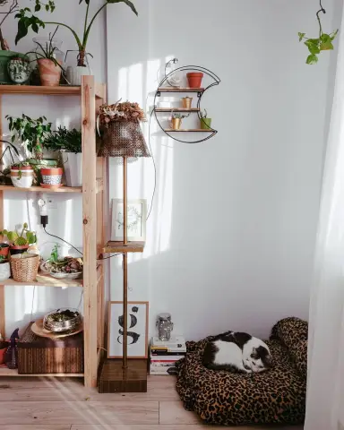 У растений есть чувства, но обладают ли они сознанием?