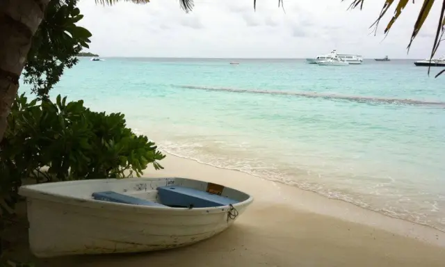 Ограждение мест обитания львов может предотвратить их вымирание