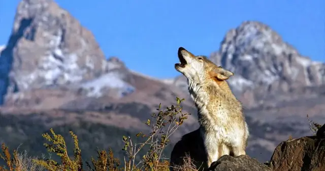 "Спасти волков"? Сибирь не слышит