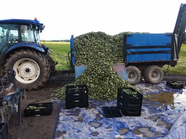 Человеческие издержки удобных флагов