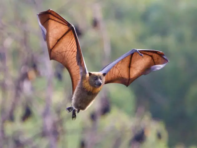 Ученые признаются, к своему смущению, что мы не знаем, насколько сильна сила гравитации