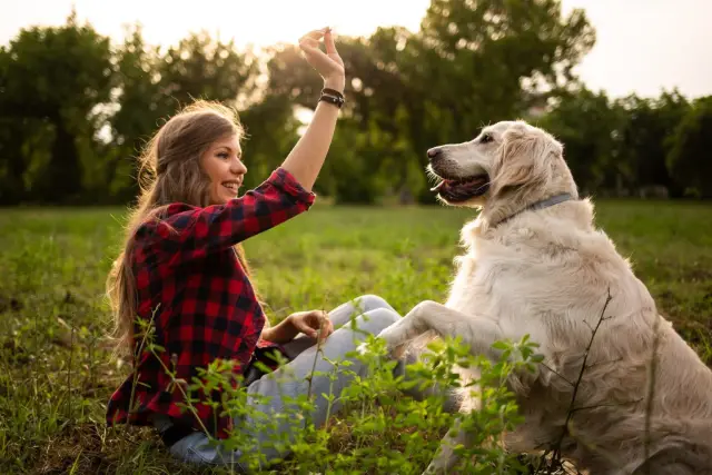 Скучаете по своему старому питомцу? Это приложение может помочь вам найти двойника