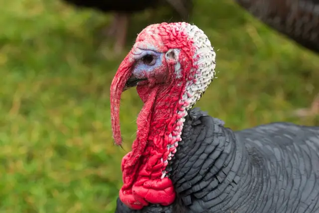 После гамбургера из пробирки Фермы искусственного мяса?