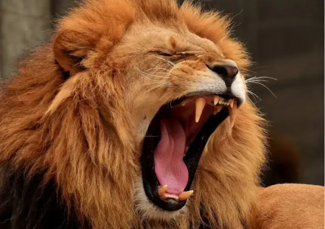 Размер человеческого мозга уменьшается. Благодарим Вас за отправку исправленного варианта